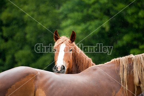 One horse peeking over the back of another horse
