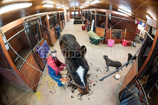 Woman clipping horse