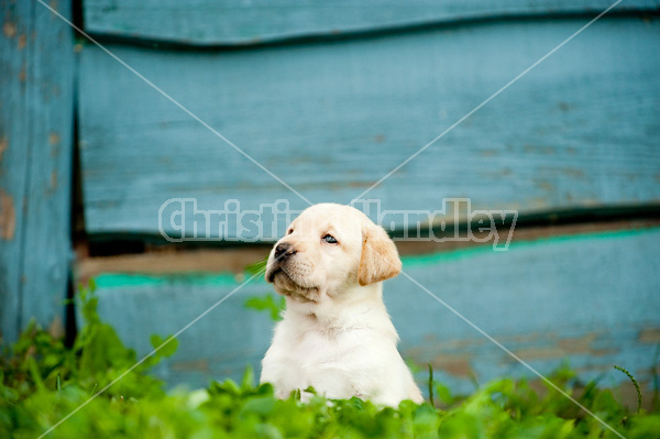 Golden Labrador puppies