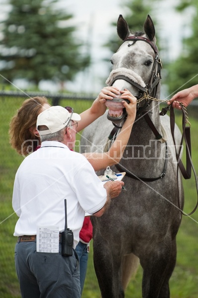 Quarter Horse Racing at Ajax Downs