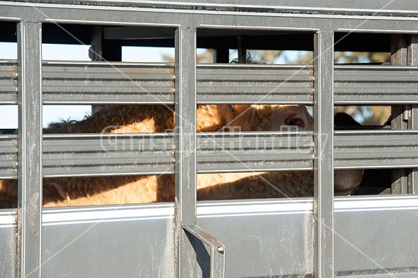 Charolais bull inside stock trailer