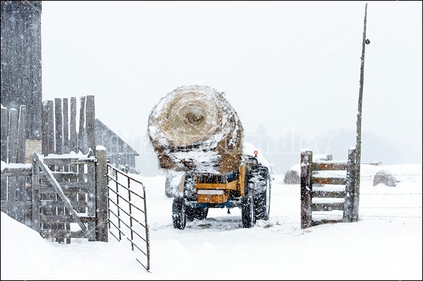 Farmer driving tractor with two round bales of hay