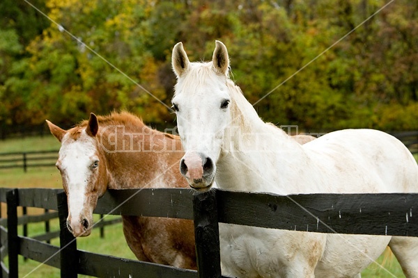 Two horses looking over paddock fence