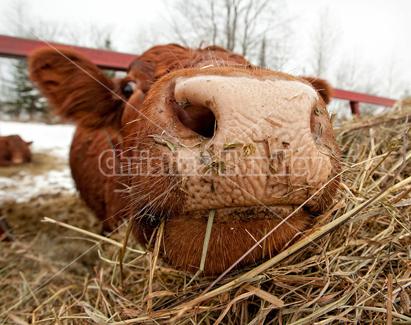 Beef cow eating hay out of feeder