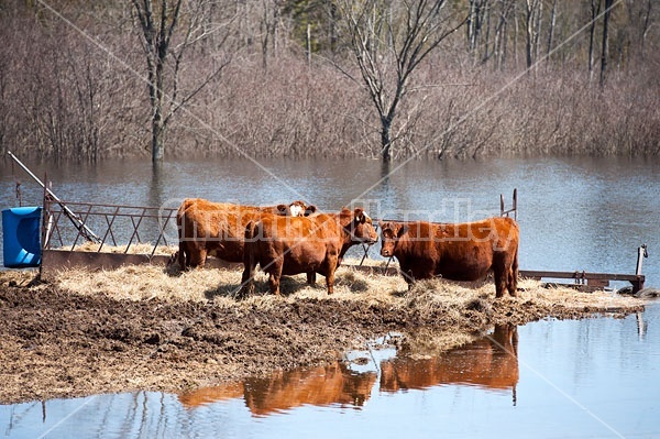 Beef Cows in Flooded field