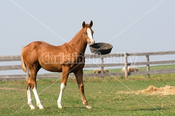 Quarter horse foal