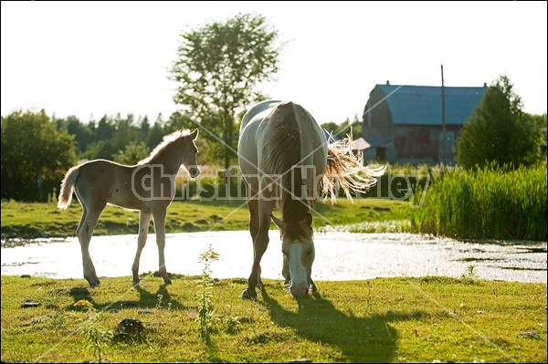 Rocky Mountain Horse