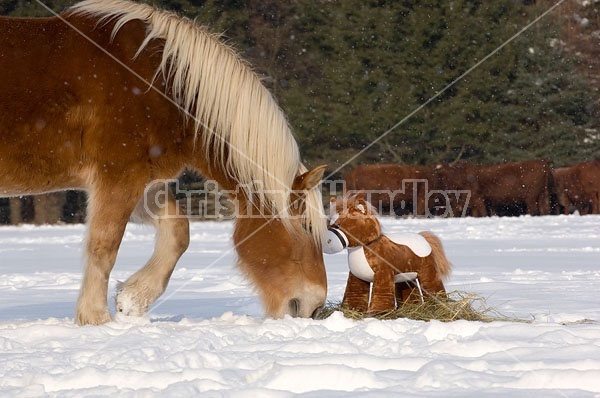 Belgian Draft horse sniffing stuffed horse