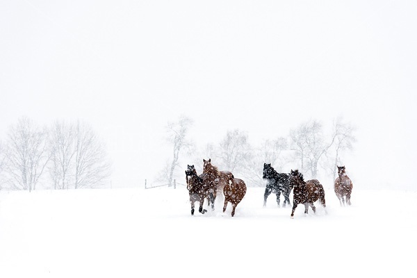 Herd of horses running through deep snow