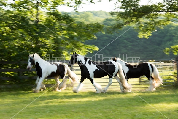 Gypsy horses