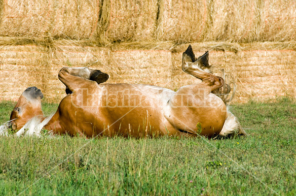 Belgian draft horse rolling in grass.