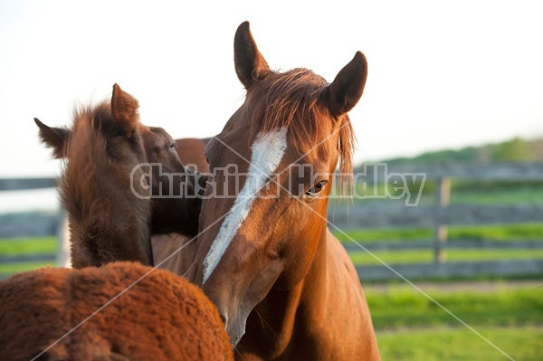 quarter horse mare and foal