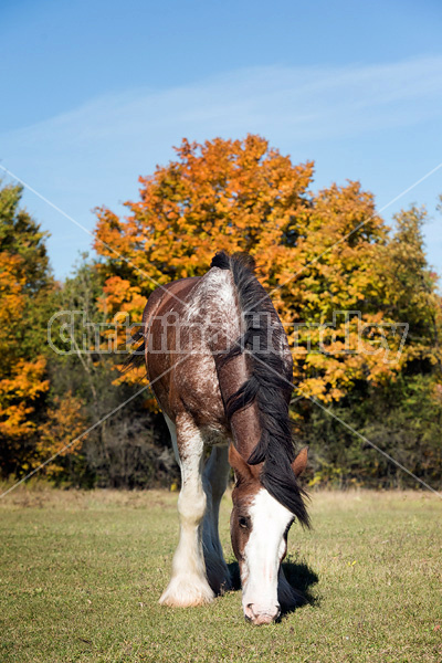 Portrait of a Clydesdale draft  horse in the autumn colors