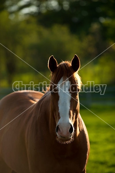 quarter horse portrait