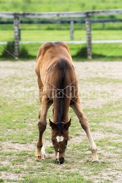 Thoroughbred foal