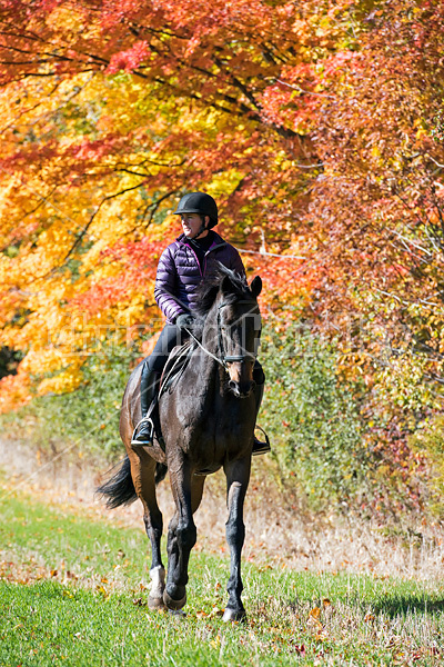 Woman horseback riding in field in the autumn of the year with colored leaves in the background