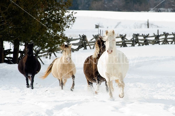 Herd of Rocky Mountain Horses Galloping in Snow