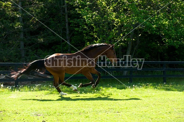 Dutch Warmblood Thoroughbred cross gelding