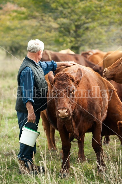 Farmer checking on cattle on summer pasture, giving them back  scratches