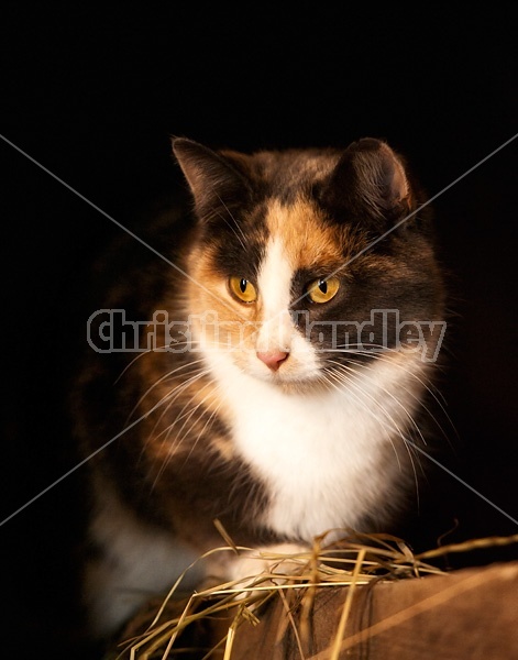 Calico barn cat sitting on barn beam