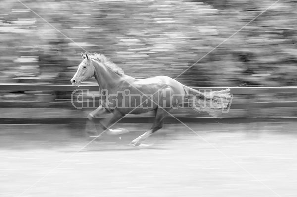 Thoroughbred gelding galloping around his paddock