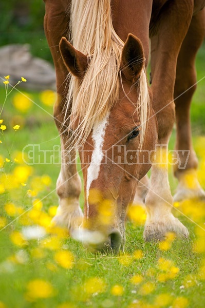 Chestnut horse grazing near a patch of buttercups