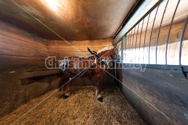 Belgian draft horse tied in stall wearing show harness. Getting ready t o be hitched to the wagon.