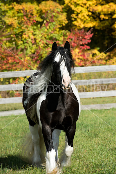 Gypsy Vanner horse