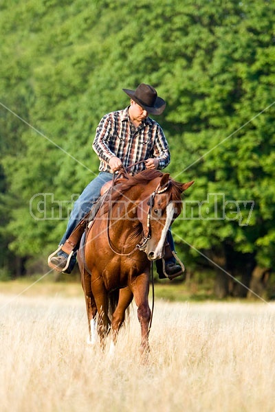 Cowboy Riding Quarter Horse Western Style