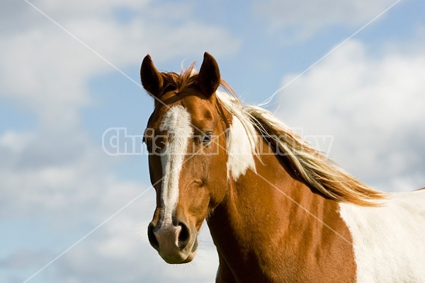 Paint horse portrait