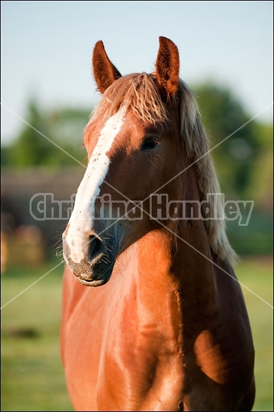 Young Belgain Draft Horse