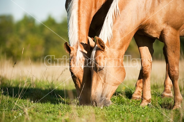 Palomino Quarter Horse