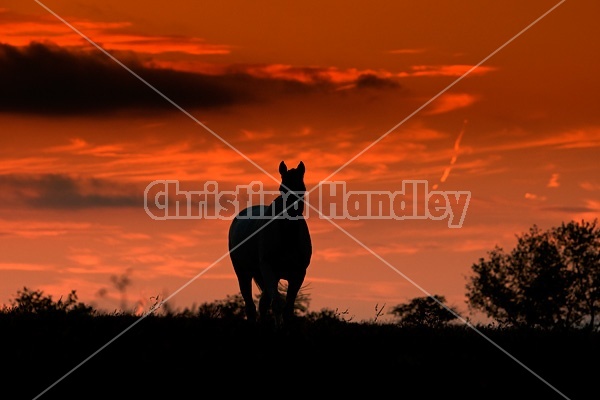Horse silhouette against bright red evening sky