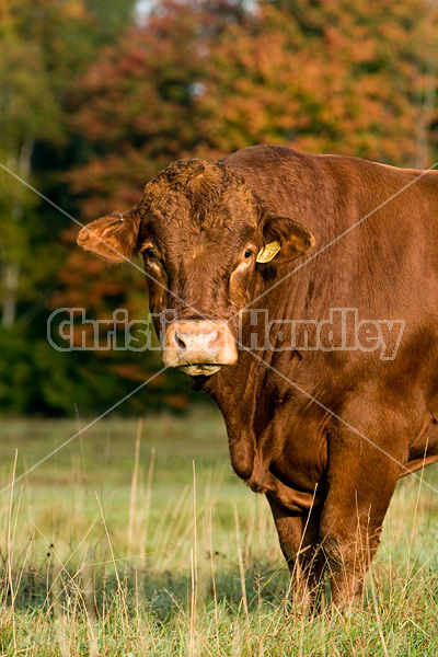 Red Angus bull