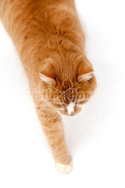 Orange cat  walking in snow