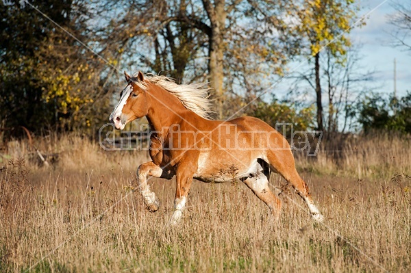 Belgian draft horse gelding galloping in field