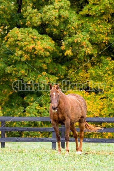 Horse on autumn pasture