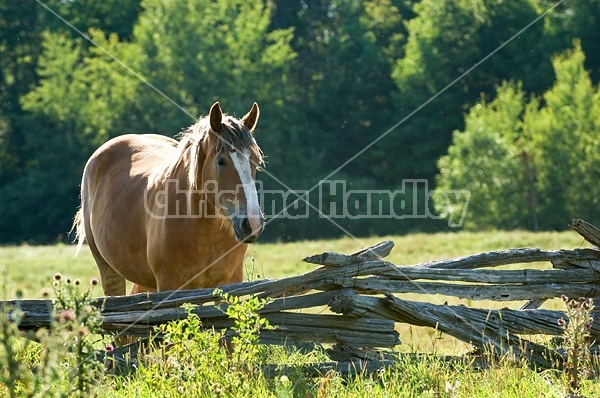 Photo of Belgian mare on summer pasture