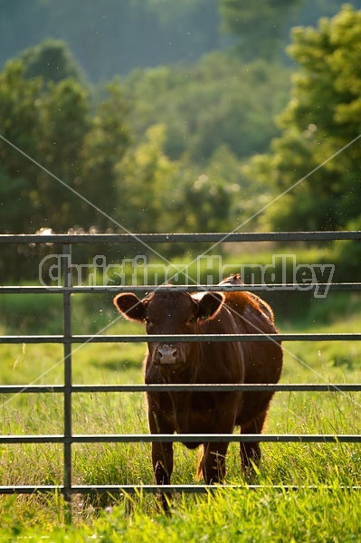 Beef Heifer in Pasture