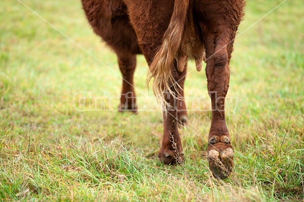 Beef cow walking away