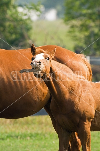 Quarter horse foal