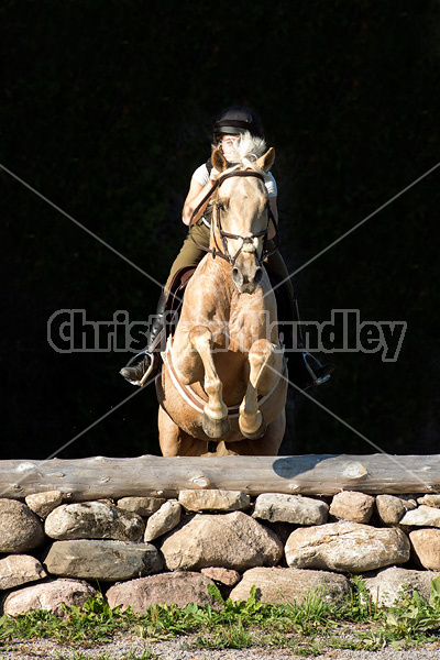 Young woman riding palomino horse over cross country jumps