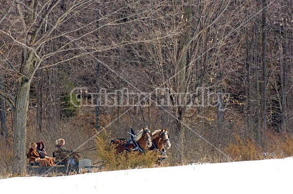 Horse drawn sleigh ride