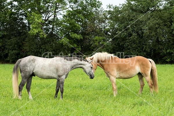 Two horses sniffing each other