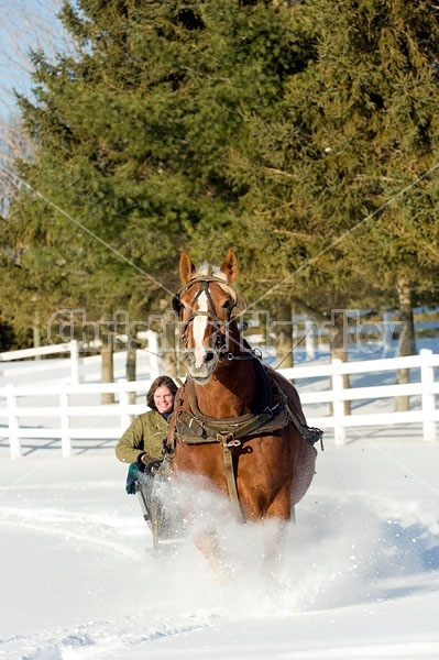 Single Horse Sleigh Ride