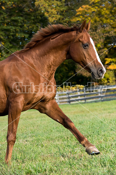 Thoroughbred horse galloping in fenced paddock in the autumn colors