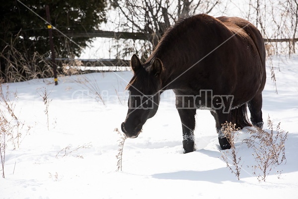 Dark bay horse standing in deep snow