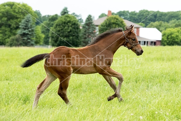 Thoroughbred foal running and playing