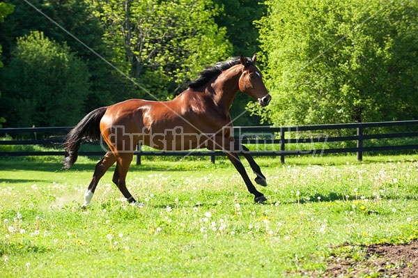 Dutch Warmblood Thoroughbred cross gelding