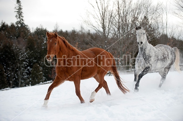 Dapple gray horse and bay horse galloping in deep snow